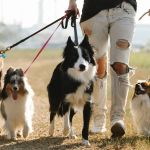 Prefeitura de Betim irá promover evento com protetores de animais neste sábado (1º); confira