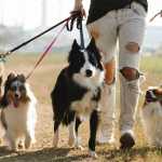 Prefeitura de Betim irá promover evento com protetores de animais neste sábado (1º); confira