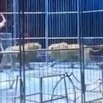 Vídeo: leões fogem da jaula durante apresentação de circo na China