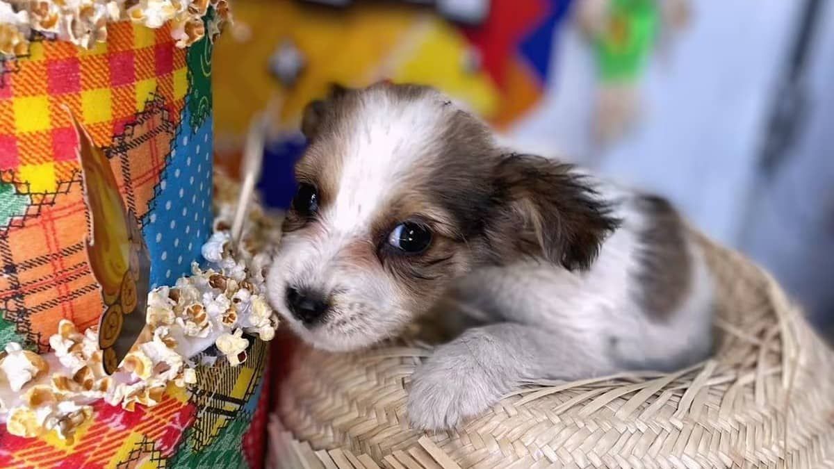 Betim promove arraiá de adoção de animais neste sábado (24)