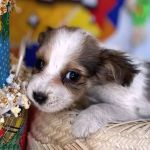 Betim promove arraiá de adoção de animais neste sábado (24)