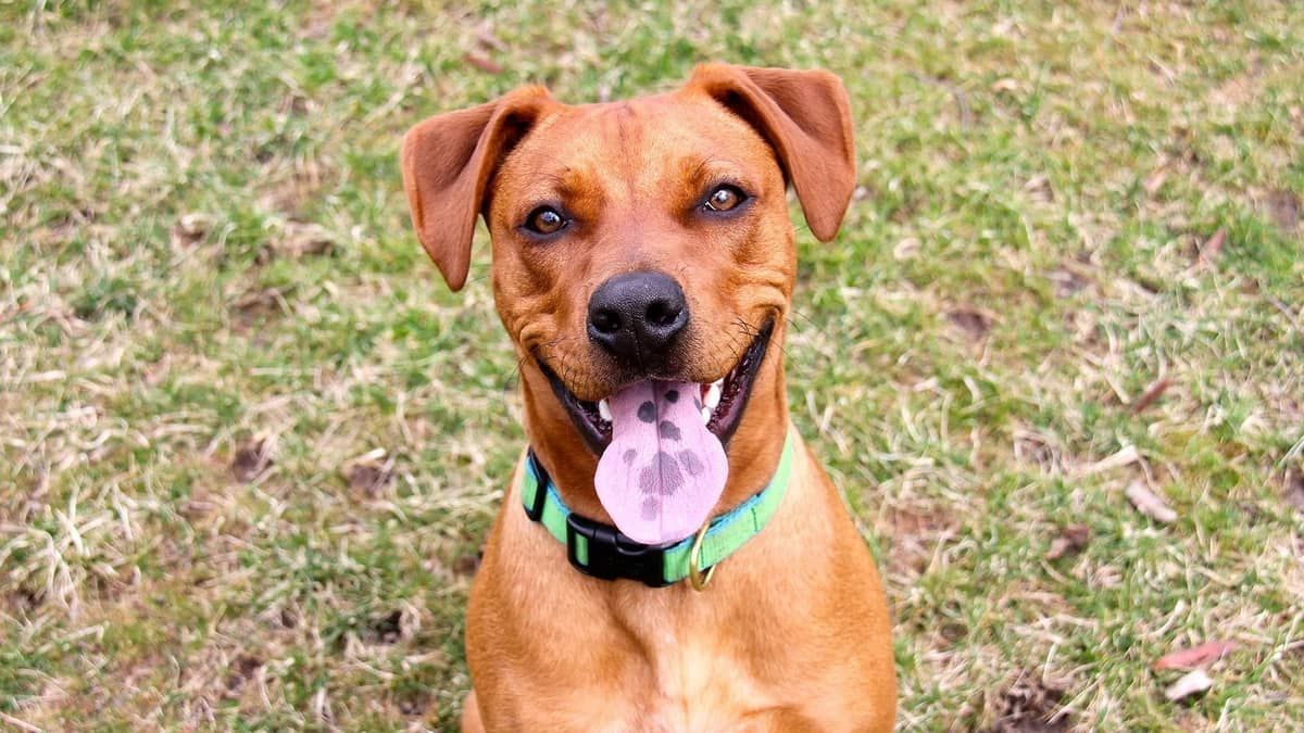 Prefeitura de Contagem organiza evento de adoção de cães e gatos