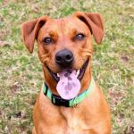 Prefeitura de Contagem organiza evento de adoção de cães e gatos