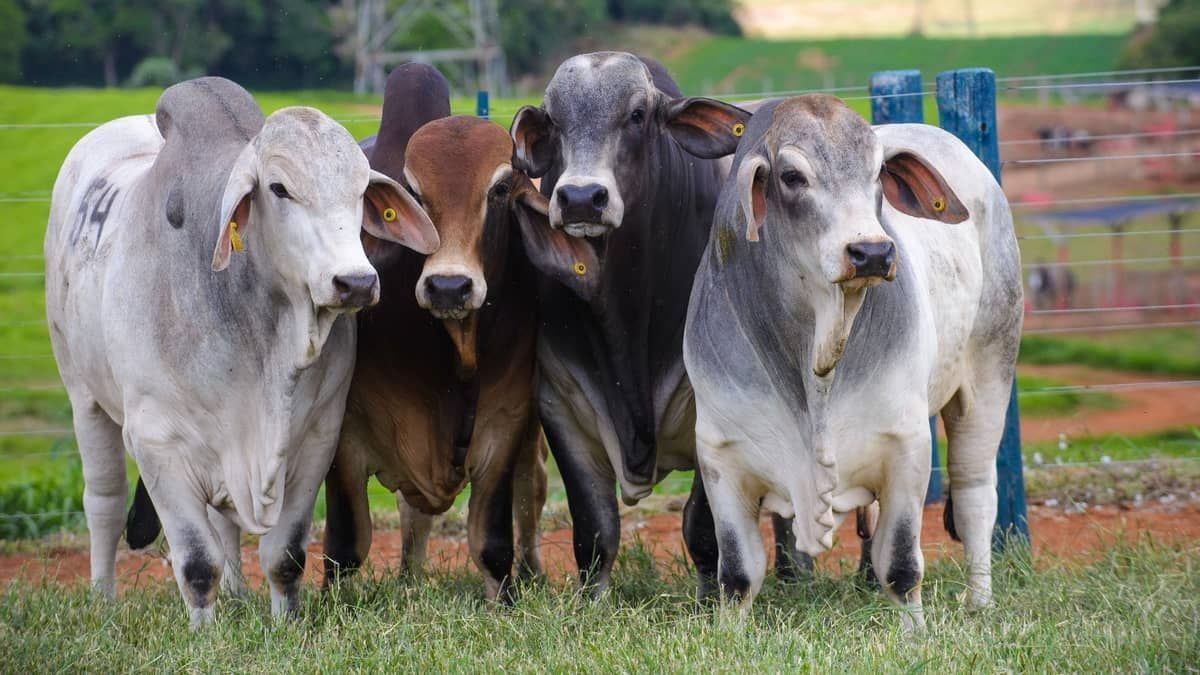 Epamig ensina técnicas  de produção com baixa emissão de carbono