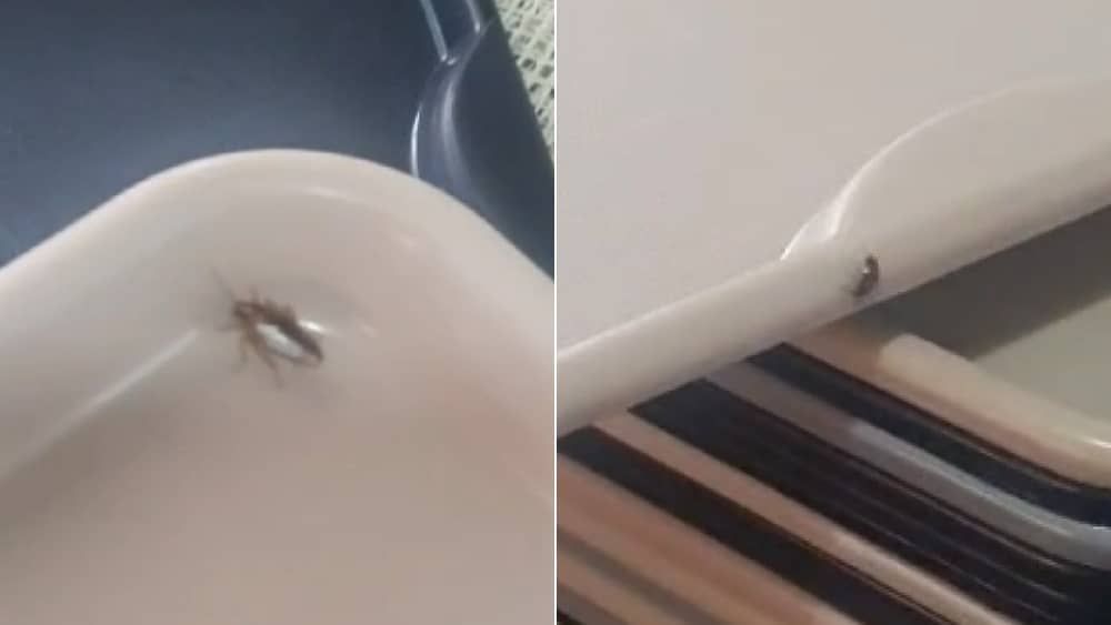 Vídeo: servidores encontram baratas em refeitório da Funed