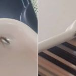 Vídeo: servidores encontram baratas em refeitório da Funed