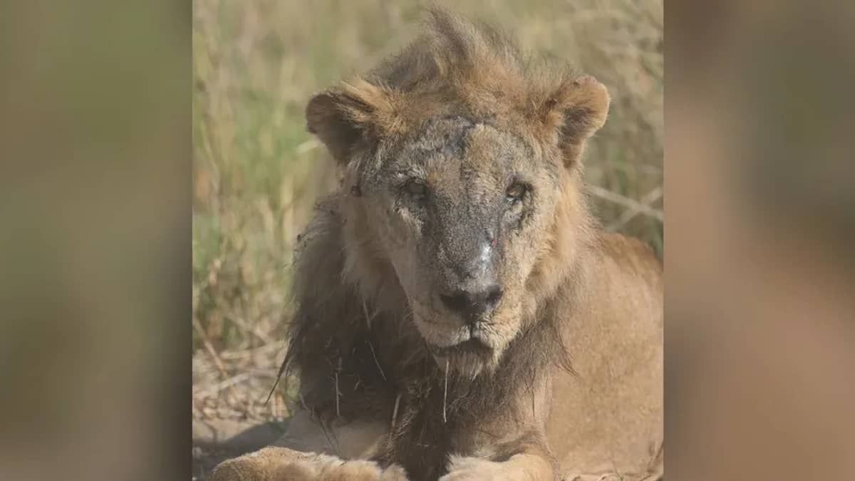 Leão considerado mais velho do mundo é morto no Quênia por dono de curral 