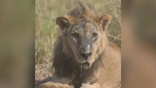 O felino foi abatido por um dono de curral no Quênia, após invadir o espaço em busca de presas por estar faminto