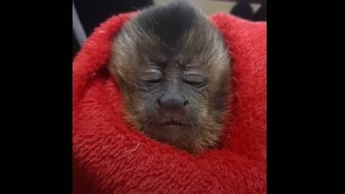 Vídeo: filhote de macaco que se agarrou ao corpo da mãe morta recebe tratamento veterinário