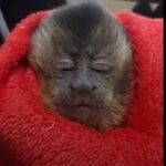 Vídeo: filhote de macaco que se agarrou ao corpo da mãe morta recebe tratamento veterinário