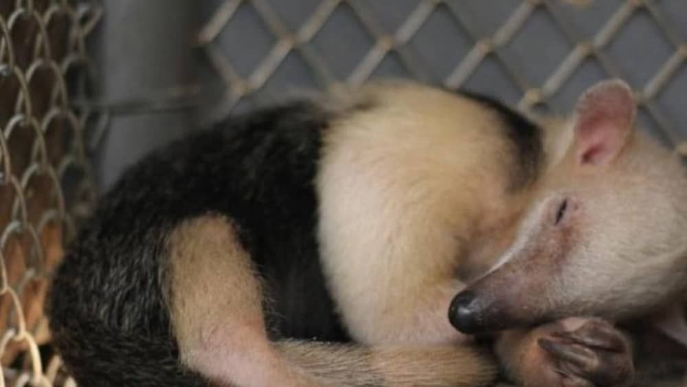 Filhote de tamanduá-mirim nasce no  Zoológico de Belo Horizonte