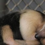 Filhote de tamanduá-mirim nasce no  Zoológico de Belo Horizonte