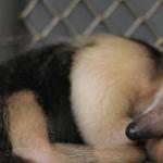 Filhote de tamanduá-mirim nasce no Zoológico de Belo Horizonte