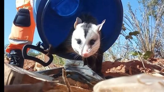 O gambá estava preso dentro de uma lata de lixo