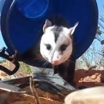 Animal silvestre é resgatado preso dentro de lata de lixo em Montes Claros; veja imagens