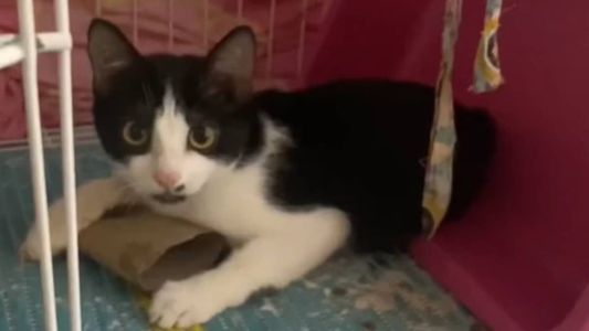 O gato de seis meses foi resgatado com a pata quebrada