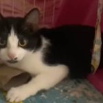 Conheça Marquinhos, o 'gato apocalíptico' que tira a paz de tutora que o resgatou: veja vídeo