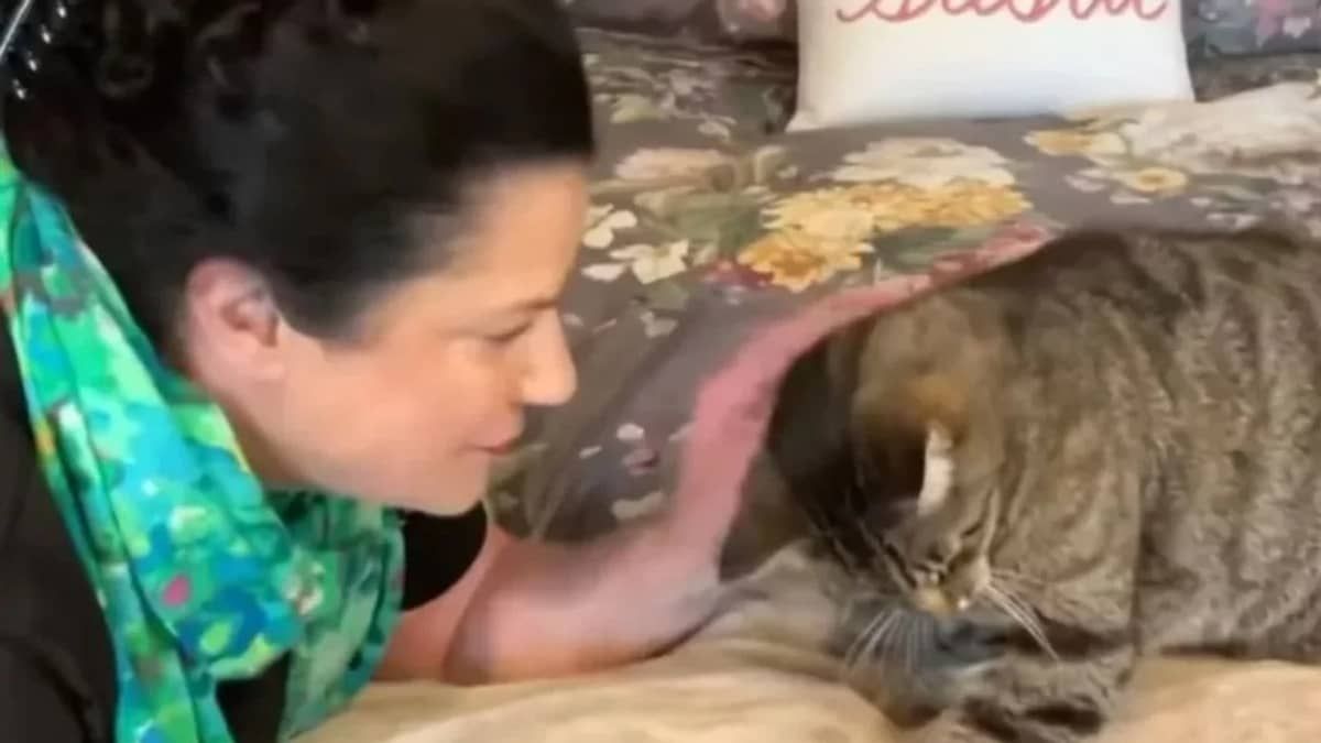 Gato sobrevive a dois incêndios, volta para casa e encontra tutores depois de seis anos