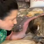 Gato sobrevive a dois incêndios, volta para casa e encontra tutores depois de seis anos