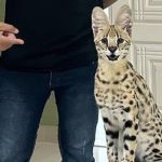 Gato híbrido: saiba tudo sobre a raça Savannah F1, que pode custar até R$100 mil