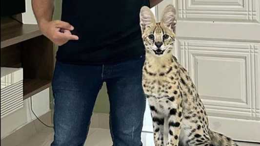 O gato pesa de 5 a 11 quilos e pode chegar a 60cm de altura