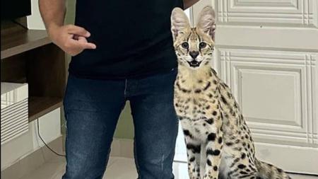 O gato pesa de 5 a 11 quilos e pode chegar a 60cm de altura