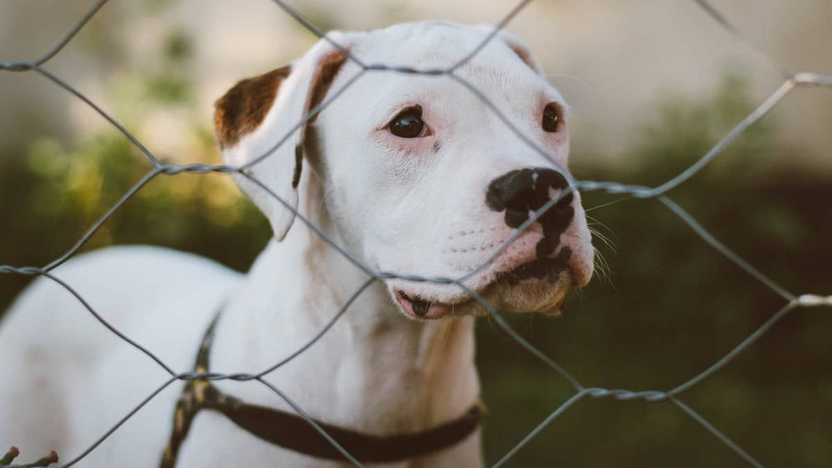 PBH cria grupo de proteção animal para fiscalizar maus-tratos e abandono