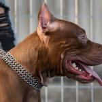 Cães da raça pitbull arrombam portão, deixam vizinho ferido e são mortos em Juiz de Fora
