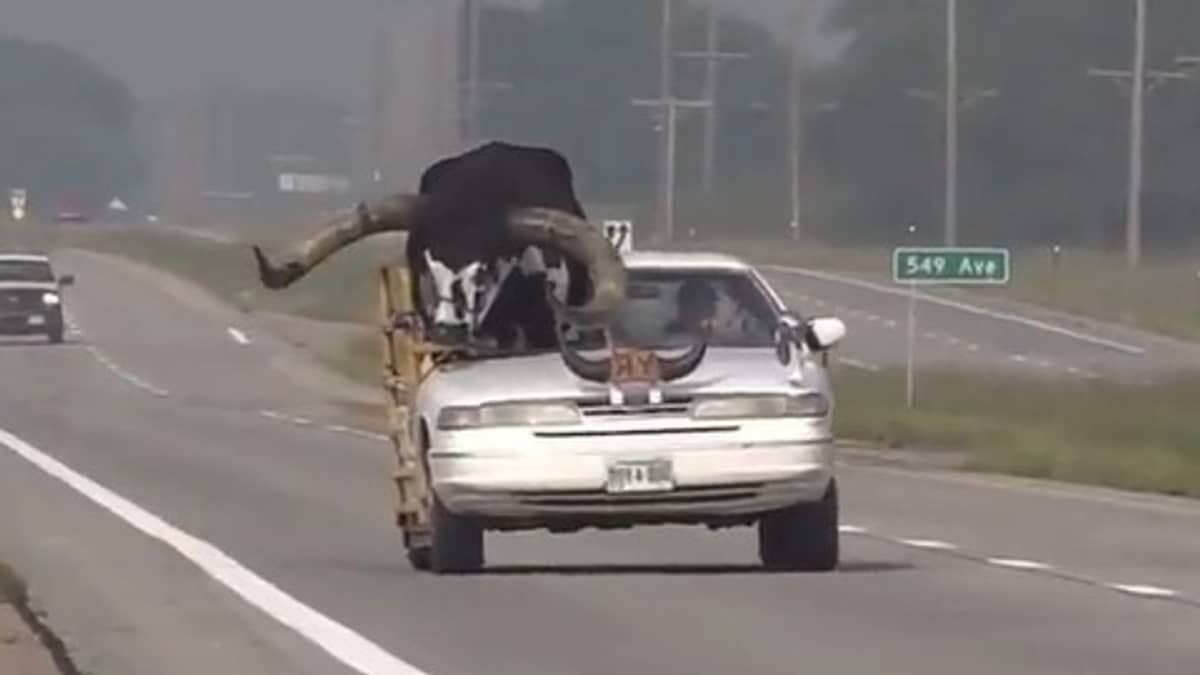 Vídeo: homem passeia com touro enorme em rodovia nos Estados Unidos