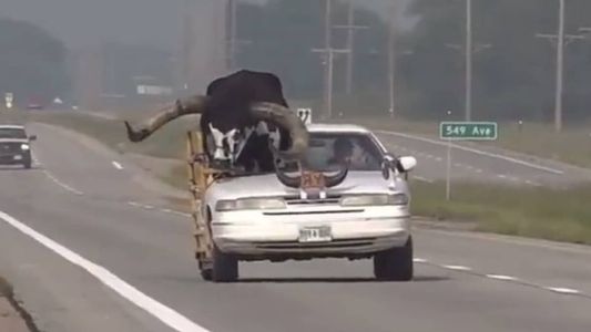 O homem foi autuado pelo transporte do animal