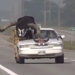 Vídeo: homem passeia com touro enorme em rodovia nos Estados Unidos