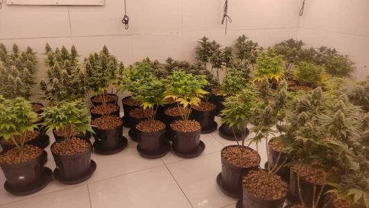 O homem foi preso suspeito pelo cultivo da droga