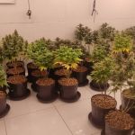 Laboratório de maconha é desmanchado em BH e homem é preso