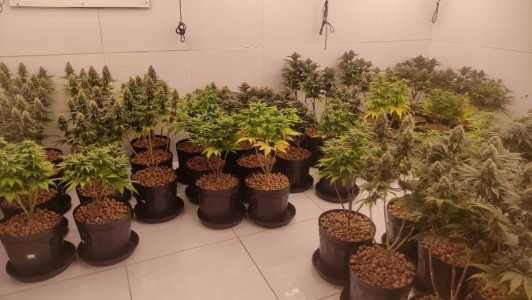 O homem foi preso suspeito pelo cultivo da droga