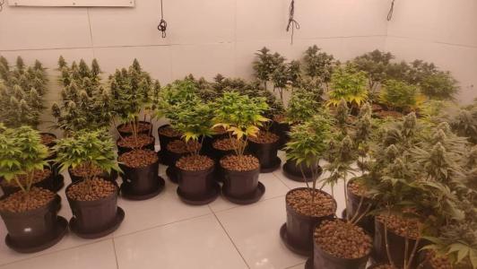 O homem foi preso suspeito pelo cultivo da droga