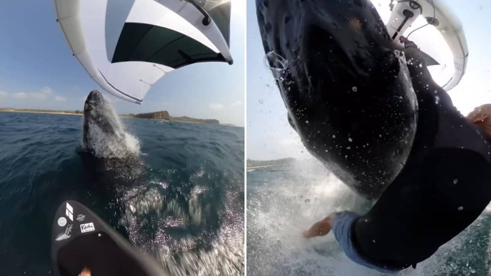 Vídeo: surfista é 'atropelado' por baleia na Austrália
