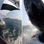 Vídeo: surfista é 'atropelado' por baleia na Austrália