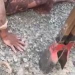 Suspeitos de torturar homem com 'boca de lobo' são presos em Contagem