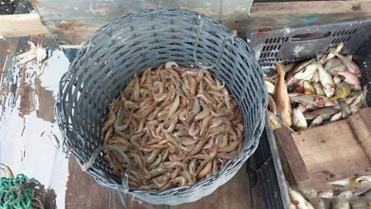 O Ibama também apreendeu 204 kg de peixes de espécies variadas e confiscaram 500 metros de rede