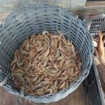 Ibama apreende 400 kg de camarão durante pesca ilegal na Bahia 