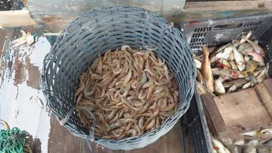 O Ibama também apreendeu 204 kg de peixes de espécies variadas e confiscaram 500 metros de rede