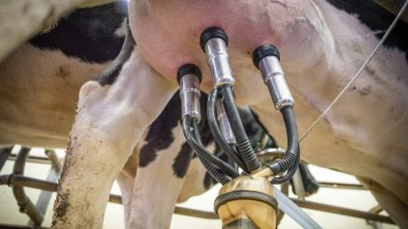 O inverno seco limita a disponibilidade e a qualidade das pastagens, afetando os custos do manejo alimentar do rebanho.