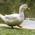 Jovem morre eletrocutado enquanto procurava patos na Grande BH