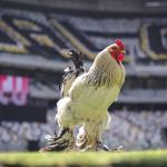 Lendas do Galo: torcida 'invade' site, e ingressos extras estão quase esgotados