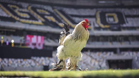 O Lendas do Galo terá transmissão exclusiva da Itatiaia, pelo Youtube