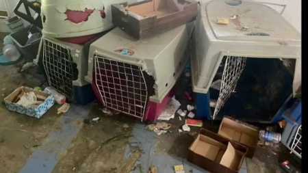 O local era sujo e impróprio para a criação dos cães, cinco animais foram resgatados.