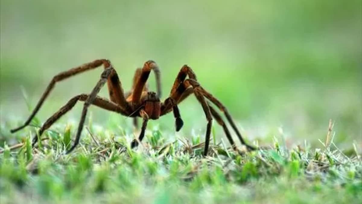 Aranha brasileira assusta clientes e esvazia supermercado na Europa; saiba o motivo