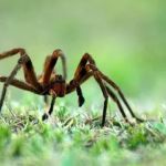 Aranha brasileira assusta clientes e esvazia supermercado na Europa; saiba o motivo