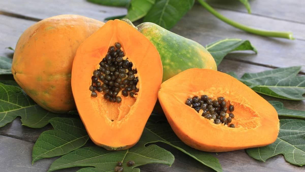 Chile abre mercado para mamão brasileiro; fruta é uma das mais populares e nutritivas do mundo  