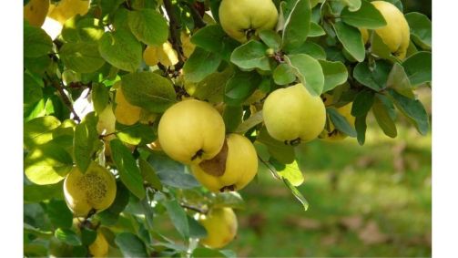 “O marmelo é uma fruta de clima temperado. Nesta época do ano, a planta está em dormência, as folhas caem, ela hiberna.